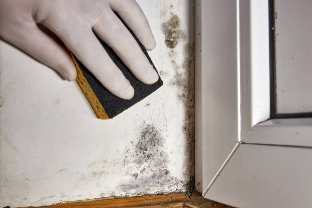 Best Attic Mold Removal  in , CA